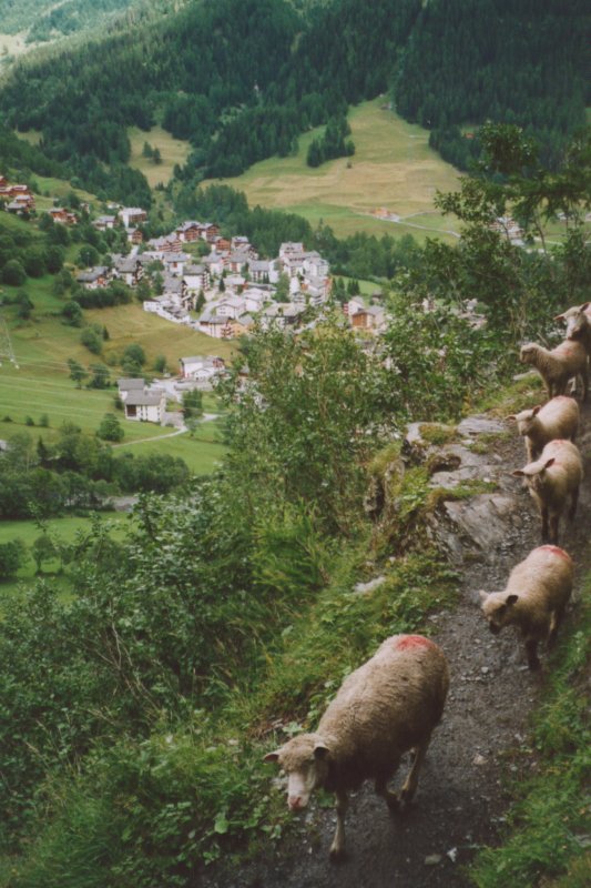 Sheep on the Geissweg